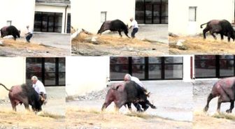 Kaçan Kurbanlık Manda Ortalığı Birbirine Kattı