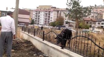 Kaçan Kurbanlık Uyuşturucu İğneyle Yakalandı