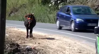 Kaçan Kurbanlık Bir Kişiyi Hastanelik Etti