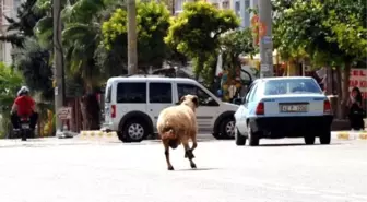 Kurbanlık Koç, Sahibini 5 Kilometre Koşturdu