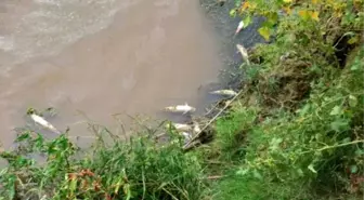 Gediz Nehri'nde Ürküten Toplu Balık Ölümü