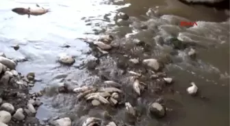 Gediz Nehri'nde Ürküten Toplu Balık Ölümü