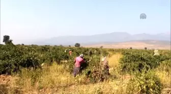 Hassa'da Bağ Bozumu Heyecanı