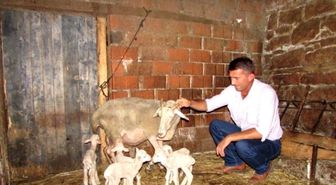 Kıvırcık Cinsi Koyun Tek Batında 7 Kuzu Doğurdu