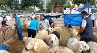 Kurban Etini Kestiği Bıçak Elinden Kayınca Boğazı Kesilen Kadın Öldü