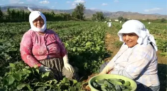 Tarım İşçilerinin Bayramı Yok