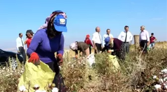 Samsat'ta, Pamuk Hasadı Başladı