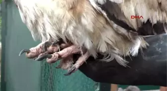Osmaniye Nesli Tükenme Tehdidi Altında Olan Küçük Akbaba Tedavi Altına Alındı