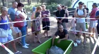 Caretta Carettalar Denizle Buluştu