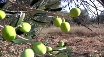 Zeytin Sineğiyle Mücadele İçin 3,5 Milyon Liralık Bütçe