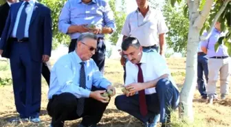 Manisa Ceviz Üretim Alanında Ülke Birincisi