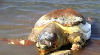 Ayvalık Sahilinde Ölü Caretta Caretta Bulundu