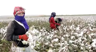 Şanlıurfa'da Pamuk Hasadı Başladı