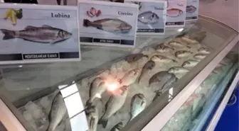 Türk Su Ürünleri Dünya Pazarında İlgi Görüyor