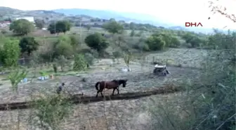 Balıkesir 88 Yaşındaki Hüseyin Dede Tarlasını Hala Atla Sürüyor