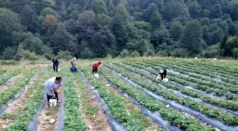 Girişimci Genç Kurduğu Tarladan 50 Ton Çilek Hedefliyor