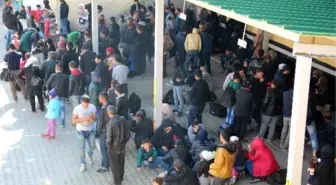 Otobüs Ağaca Çarpınca 350 Mülteci Yakalandı