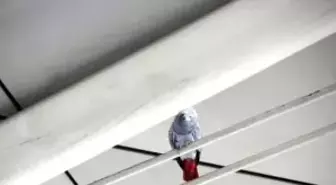 Havalimanında Papağan Kurtarma Operasyonu