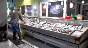 Palamut 'Seyirlik Balıklar' Listesini Zorluyor
