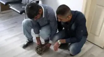 Yaralı Baykuş Yetkilileri Bekliyor