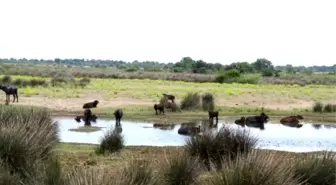Destek Projeleri Manda Sayısının Artmasına Neden Oldu