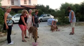 Yazlıkçıların Sokağa Terk Ettiği Kedi, Köpeklere Sahip Çıktılar