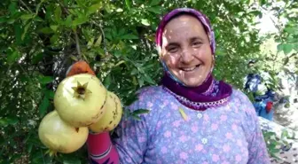 Narlar Kış Uykusuna Yatırıldı