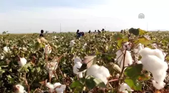 Kirli Toplanan Pamuğun Yüzde 15'i Ziyan Oluyor'