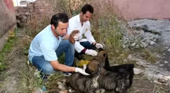 Ağrı'da Yedi Yavrusu Olan Yaralı Köpek Kurtarılmayı Bekliyor