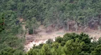 Finike'de Sedir Katliamına Mahkemeden 'İptal' Kararı