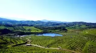 Dünyanın En İyi 20 Zeytinyağından Biri Aydın'da Üretiliyor