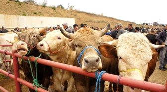 Kastamonu'da İthal Hayvan Krizi Yaşanıyor