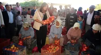 CHP'li Başkan Çerçioğlu, Bu Kez Nar Üreticisini Sevindirdi