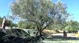 Zeytin Rekoltesinde Yüzde 50 Düşüş Yaşanıyor