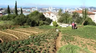 Kdz. Ereğli'de Çelik'ten Çileğe Dönüş Çabası