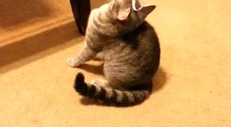 Başındaki Etikete Anlam Veremeyen Kafası Karışık Kedi
