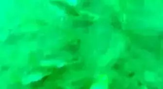 Lazer Işığına Kediler Gibi Meraklı Balıklar