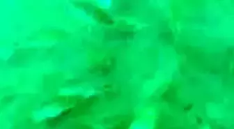 Lazer Işığını Görünce Şapşala Dönen Balık