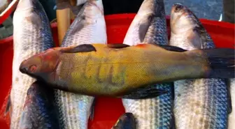 Kadife Balığının Üzerinde Allah Yazısı