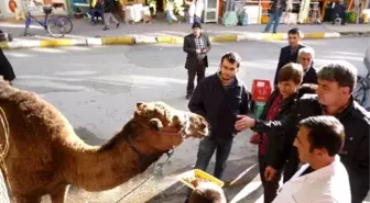 Tokatlı Kasap Deveyi Önce Şehirde Gezdirdi, Ardından Kesip Attı