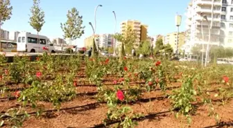 Diyarbakır'ın Gül Bahçeleri Yeniden Yeşeriyor