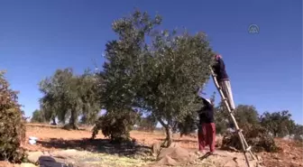 Fıstığın Merkezi' Zeytinde de İddialı