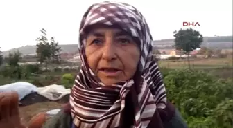 Çanakkale 75'lik Hanife Teyze 50 Yıldır Deve Güreştiriyor