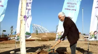 Ünlü Şef Diktiği Çınar Ağacını Öptü, Can Suyu Verdi