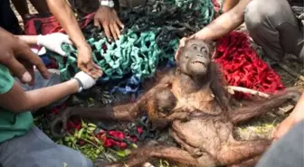 Bir Deri Bir Kemik Kalmış Orangutanların Müthiş Kurtuluşu