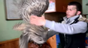 Yaralı Halde Bulunan 'Dev Baykuş' Görenleri Şaşırttı