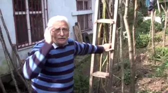 Lahanasının Bakımını 'Merdiven'Le Yapıyor