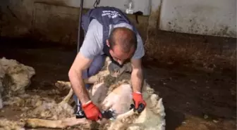 Sertifikalı Kırkımcı Eğitiminin İlki Beypazarı'ndan Yapılacak