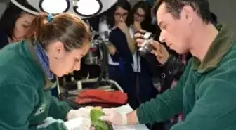 Kocaeli'nde Papağanın Cinsiyeti Endoskopi ile Öğrenildi