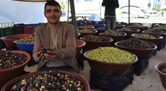 Zeytin Sezonu Başladı